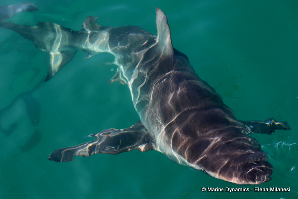 Bronze whaler shark, South Africa