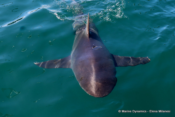 Bronze whaler shark, South Africa