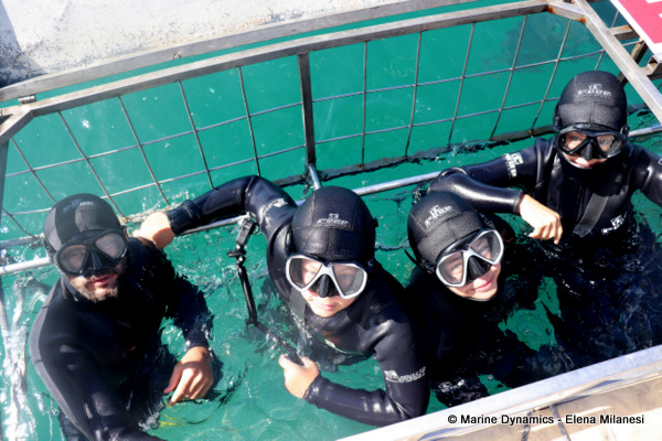 Shark cage diving, South Africa