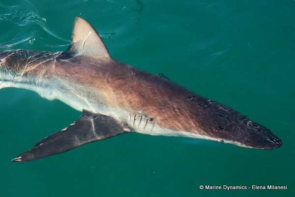Bronze whaler shark, South Africa