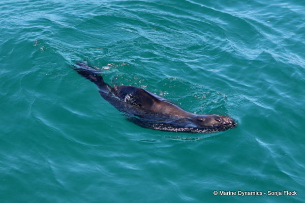 Cape fur seal, South Africa