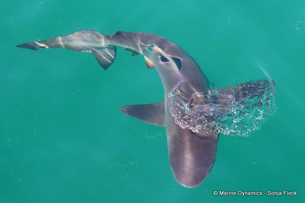 Bronze whaler shark, South Africa