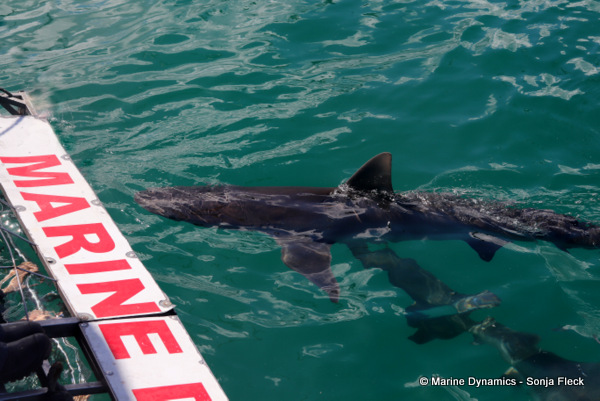 Bronze whaler shark, South Africa