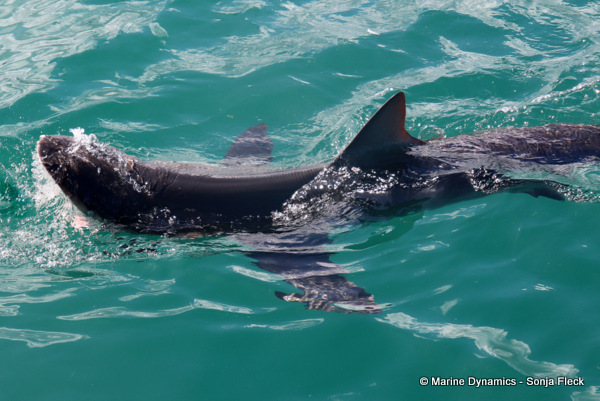 Bronze whaler shark, South Africa