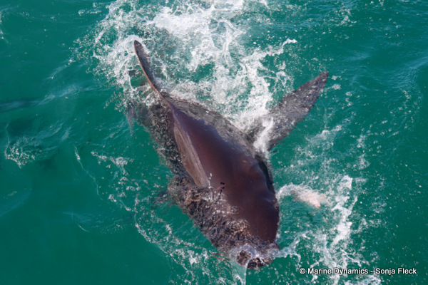 Bronze whaler shark, South Africa