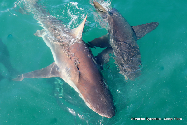 Bronze whaler shark, South Africa
