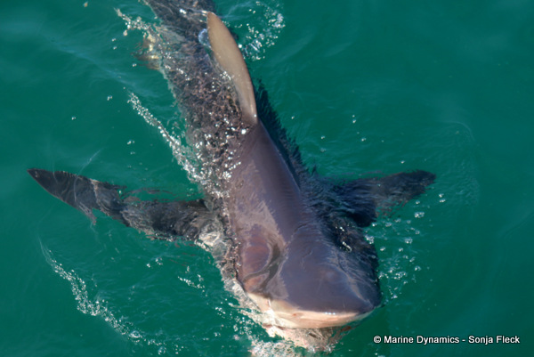 Bronze whaler shark, South Africa