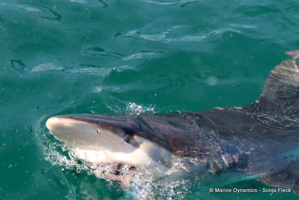 Bronze whaler shark, South Africa