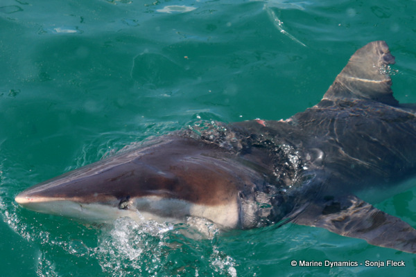 Bronze whaler shark, South Africa