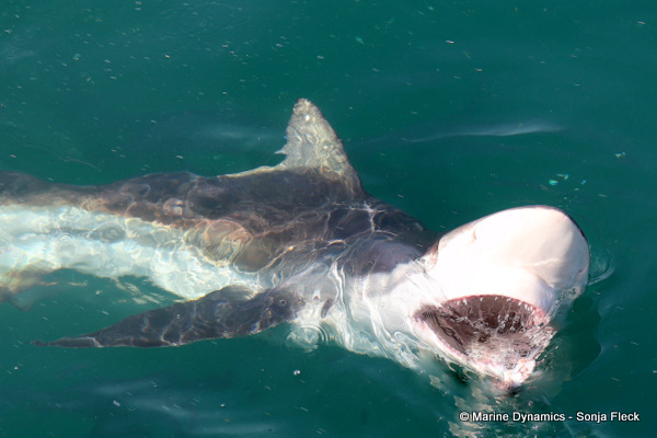 Bronze whaler shark, South Africa