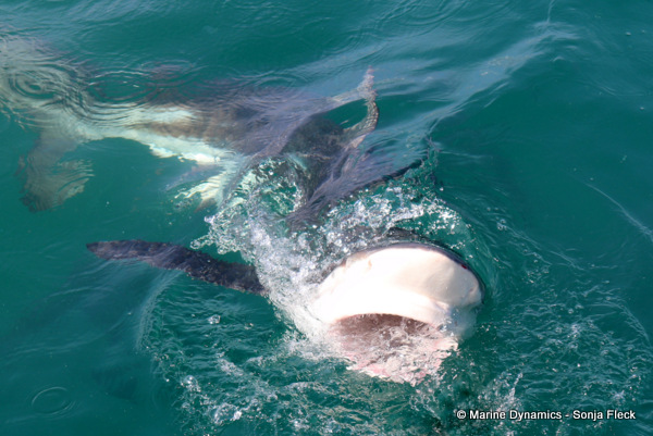Bronze whaler shark, South Africa
