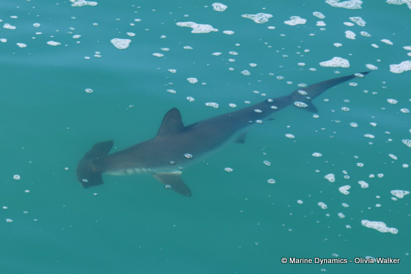 Hammerhead shark, South Africa