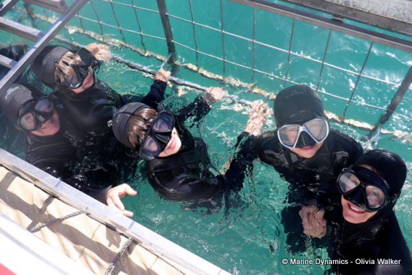 shark cage diving, South Africa