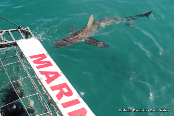 Bronze Whaler shark, South Africa