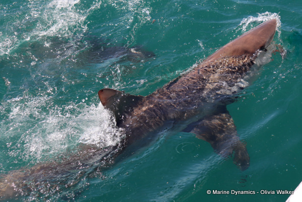 Bronze Whaler shark, South Africa