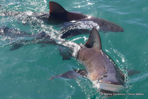 Bronze Whaler shark, South Africa
