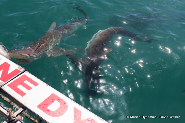 Bronze Whaler shark, South Africa