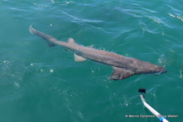 Sevengill shark, South Africa