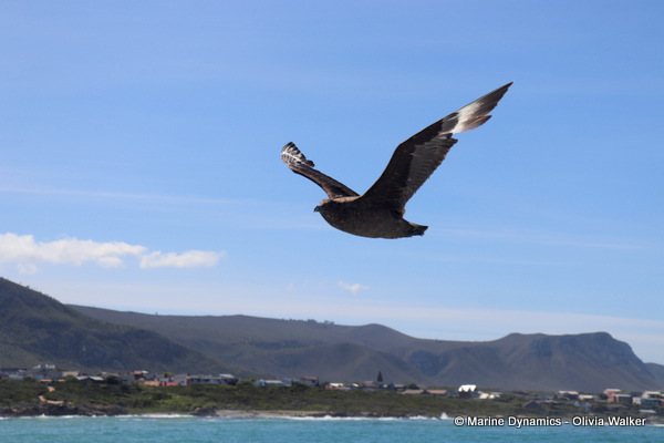 SubAntarctic Skua, South Africa