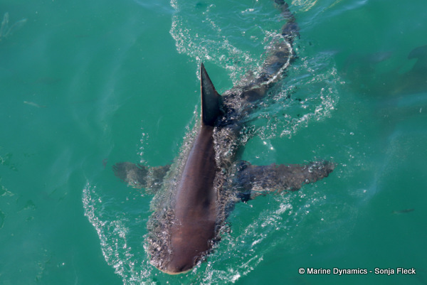 Bronze Whaler shark, South Africa