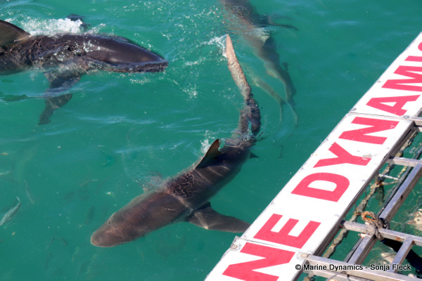 Bronze Whaler shark, South Africa