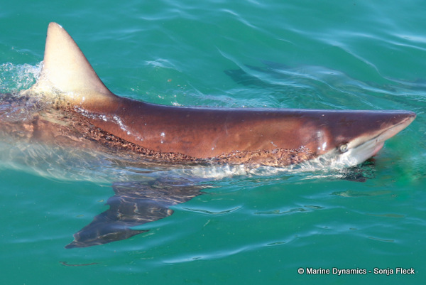 Bronze Whaler shark, South Africa