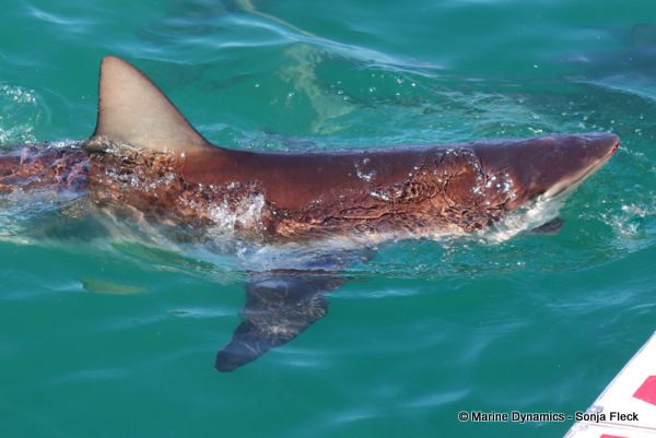 Bronze Whaler shark, South Africa