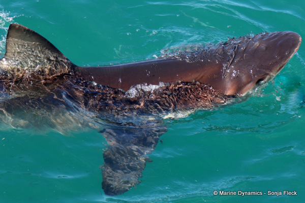 Bronze Whaler shark, South Africa