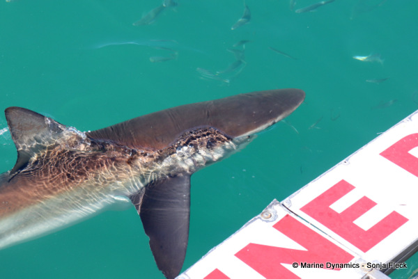 Bronze Whaler shark, South Africa