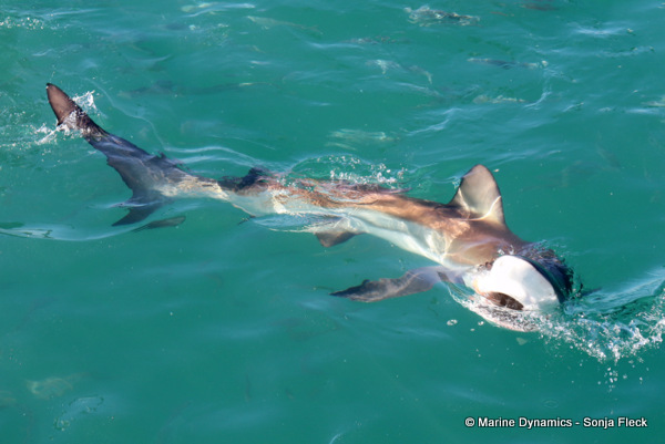 Bronze Whaler shark, South Africa