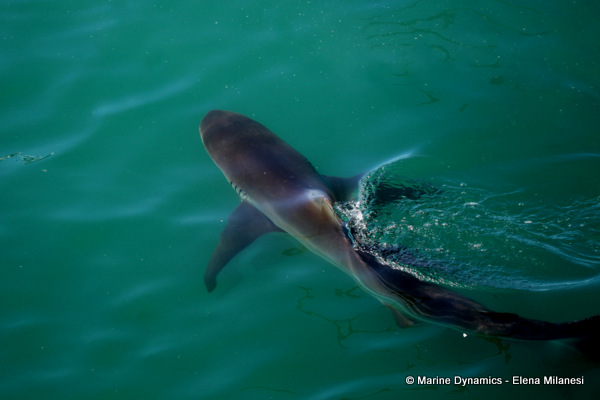 Bronze Whaler shark, South Africa