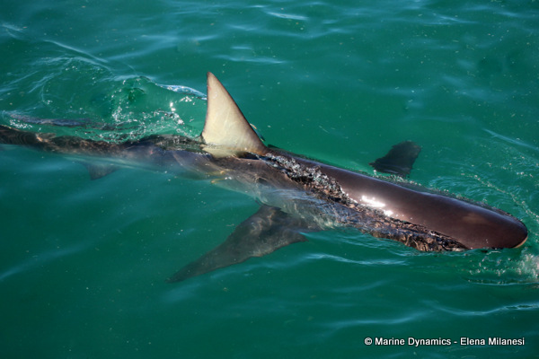 Bronze Whaler shark, South Africa