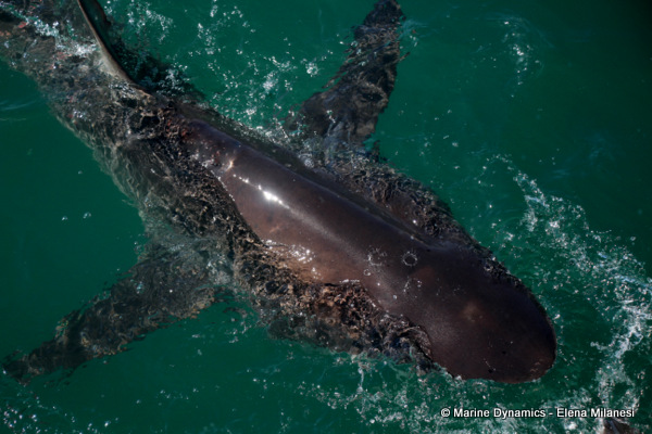 Bronze Whaler shark, South Africa