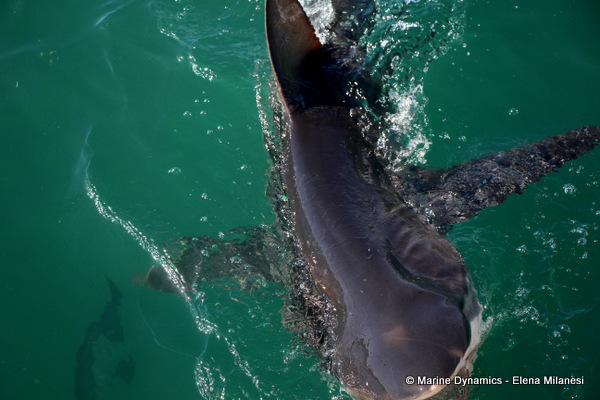 Bronze Whaler shark, South Africa