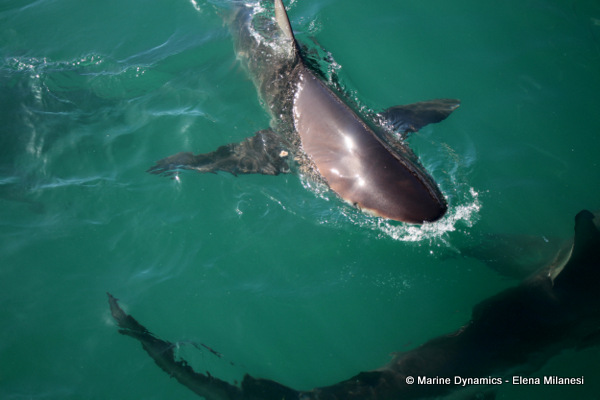 Bronze Whaler shark, South Africa