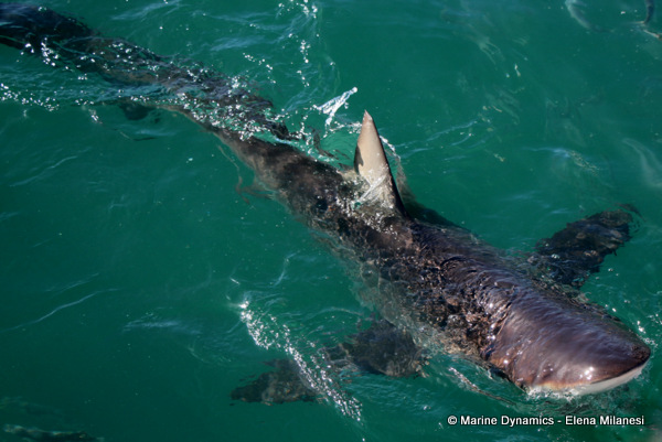 Bronze Whaler shark, South Africa