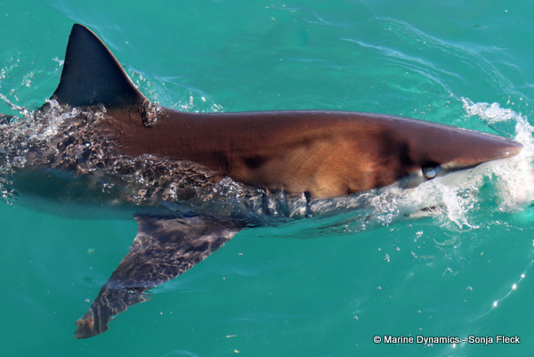 Bronze whaler shark, South Africa
