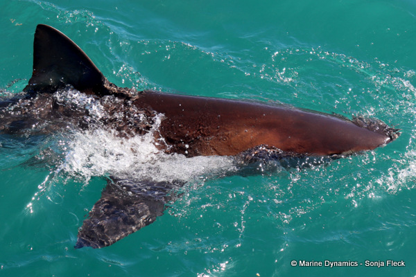 Bronze whaler shark, South Africa