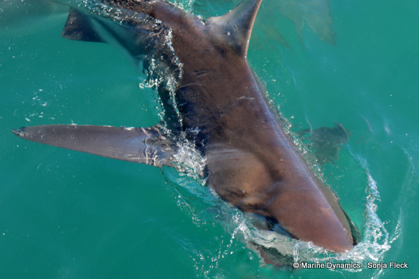 Bronze whaler shark, South Africa