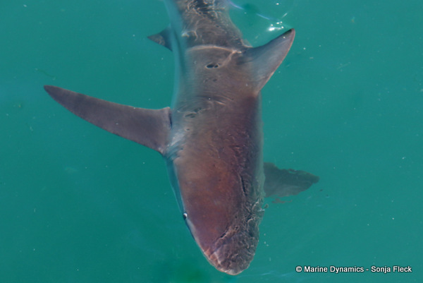 Bronze whaler shark, South Africa