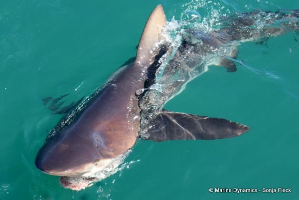 Bronze whaler shark, South Africa