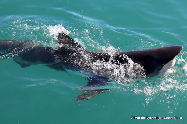 Bronze whaler shark, South Africa