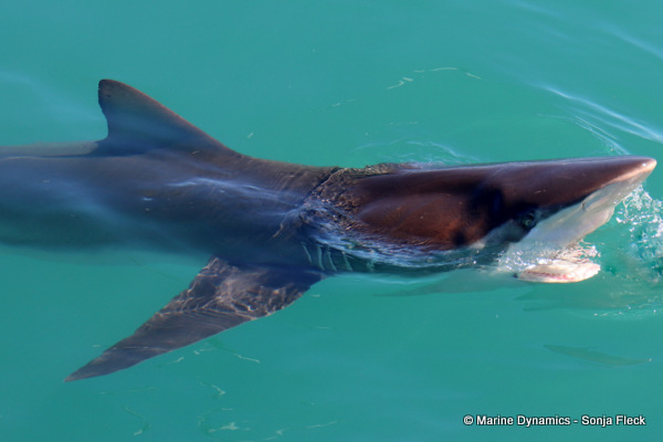 Bronze whaler shark, South Africa