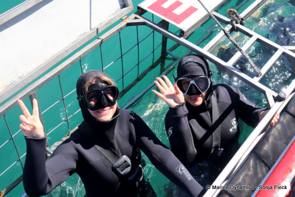 Shark cage diving, South Africa