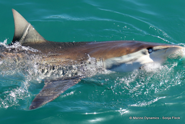 Bronze whaler shark, South Africa