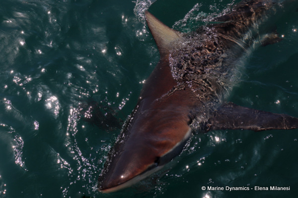 Bronze whaler shark, South Africa
