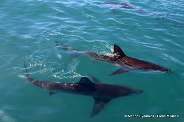 Bronze whaler shark, South Africa