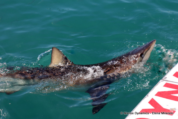 Bronze whaler shark, South Africa