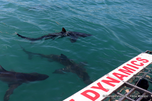 Bronze whaler sharks, South Africa