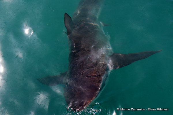Bronze whaler shark, South Africa
